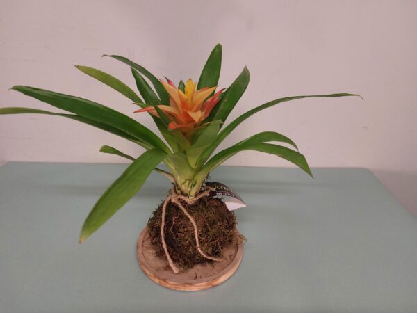 Kokedama guzmania