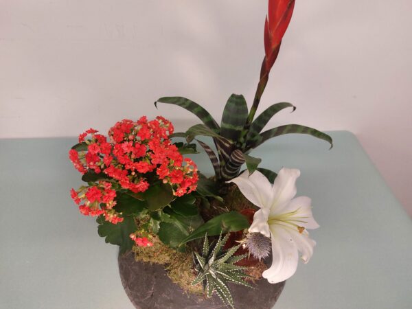 Kokedama vriesia - Imagen 3