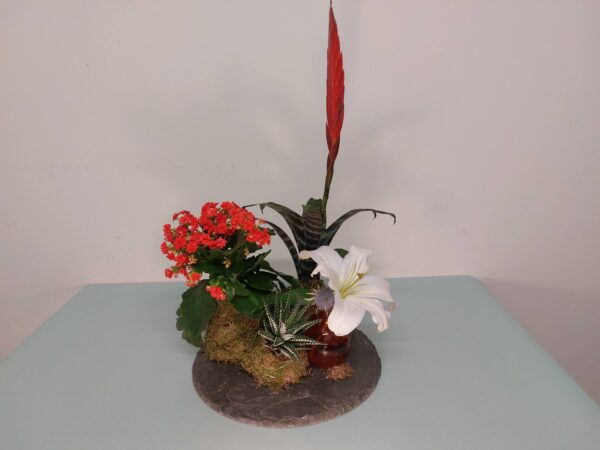 Kokedama vriesia
