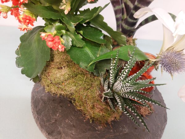 Kokedama vriesia - Imagen 2